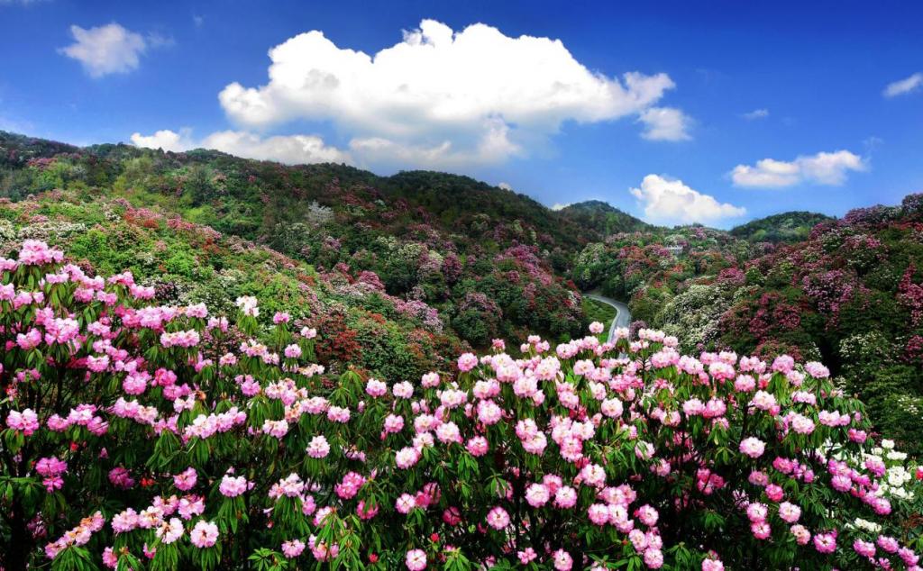 湖南出發(fā)貴陽(yáng)3日自駕游:賞百里杜鵑-平壩櫻花3日湖南周邊賞花自駕游