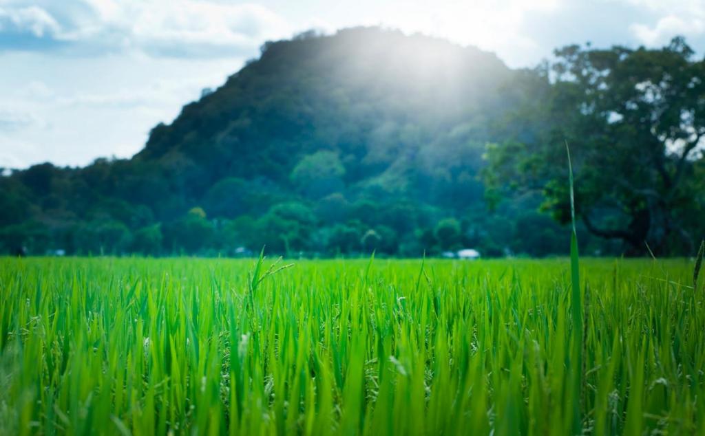 西安出發(fā)佛坪2日親子自駕游：稻田插秧 +摸泥鰍+DIY植物微景觀+戶外燒烤2日活動(dòng)