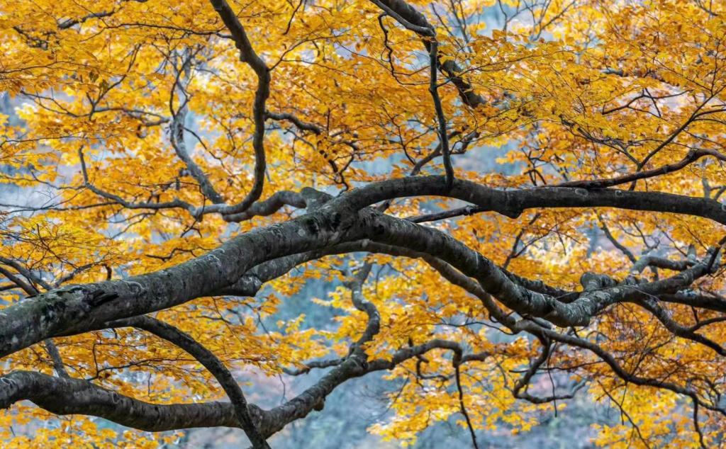 成都出發(fā)光霧山紅葉3日自駕：恩陽(yáng)古鎮(zhèn)-光霧山十八月潭-米倉(cāng)山森林公園3日賞秋自駕游