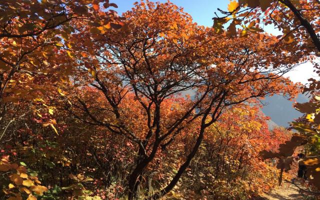 北京出發(fā)自駕坡峰嶺：賞紅幽嵐山、品清真牛頭、紅井秋色醉美斜陽(yáng)自駕1日游