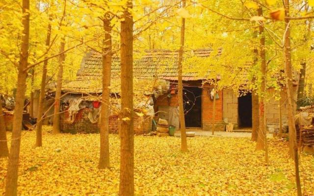 珠海周邊賞秋自駕游：清遠(yuǎn)陽山千年銀杏、高山溫泉瀑布、粵北小漓江2日自駕