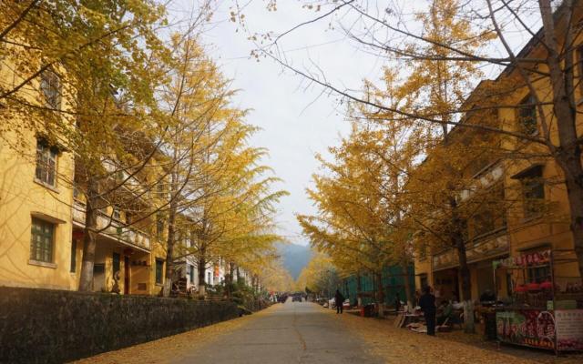 中山出發(fā)韶關(guān)2日自駕游：邂逅廣東最美秋色南雄銀杏古樹、始興紅土地2天自駕