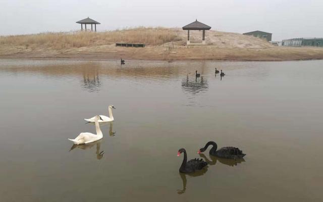 北京出發(fā)河北滄州2日自駕游：北塘古鎮(zhèn)、洋貨街、南大港濕地2日周末游