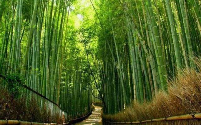 北京出發(fā)河南6日自駕：秋溝、地坑院、死海運城鹽湖、王府竹海6日自駕