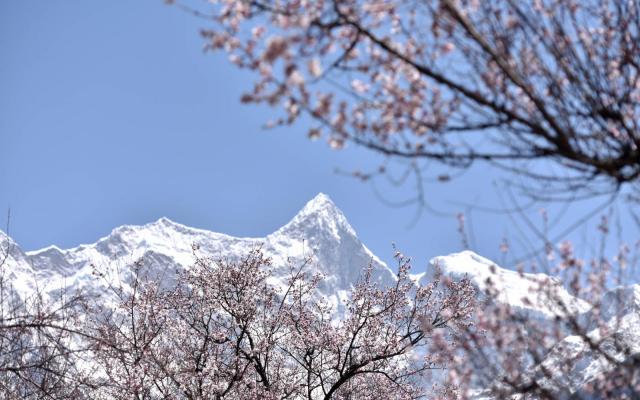 成都出發(fā)西藏桃花節(jié)——3-4月丹巴+墨石公園+理塘勒通古鎮(zhèn)+然烏湖+來古冰川+崗云杉林+桃花溝+索松